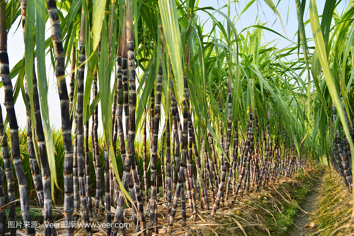甘蔗種植園