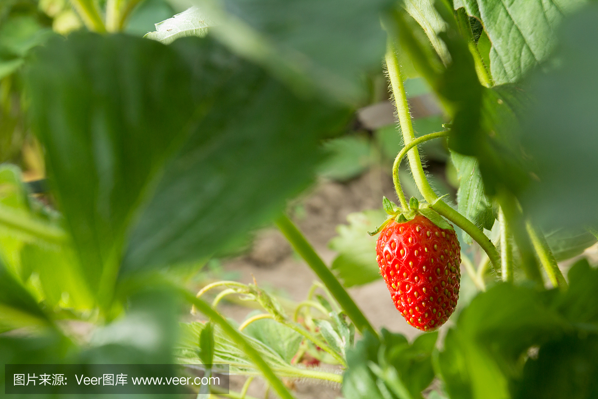 非常美味的草莓。草莓作物。紅色,多汁,大漿果。香甜可口的漿果。