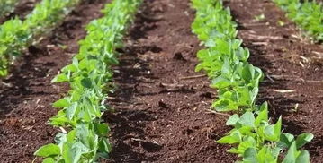 大豆田除草正當(dāng)時(shí),現(xiàn)在趕緊學(xué)這幾大 絕招 還不遲