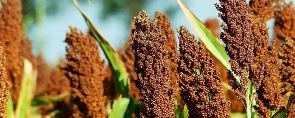 哪些糧食作物能適應河北的氣候條件,這些作物有什么特點