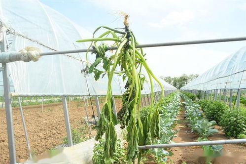 農(nóng)民轉(zhuǎn)型經(jīng)濟(jì)作物,不管投入大小,3個(gè)細(xì)節(jié)決定種植成敗